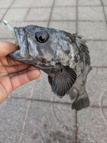 クロソイの釣果