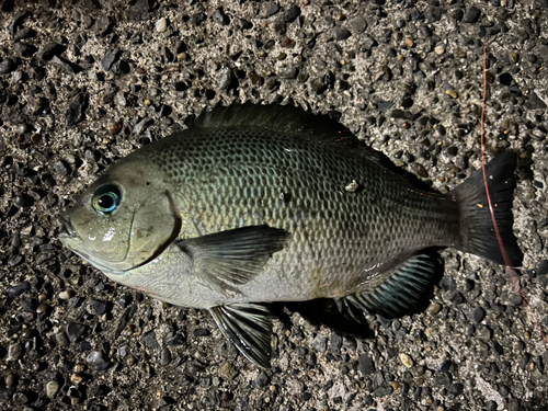 メジナの釣果