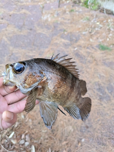 シロメバルの釣果