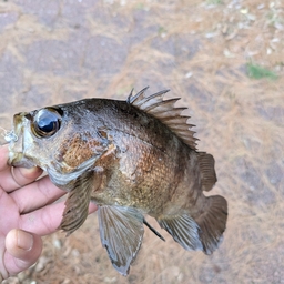 シロメバル