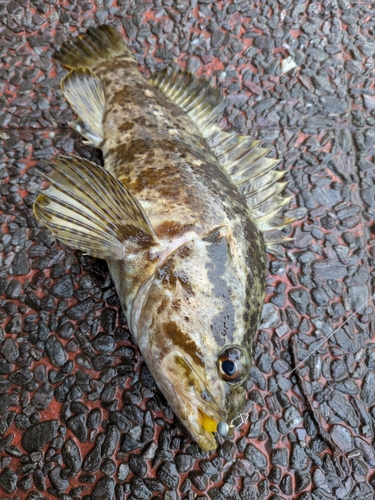 タケノコメバルの釣果