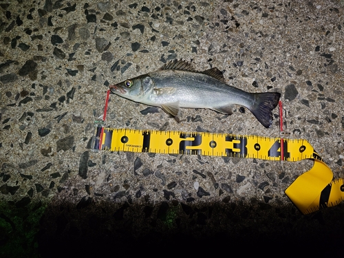 セイゴ（ヒラスズキ）の釣果