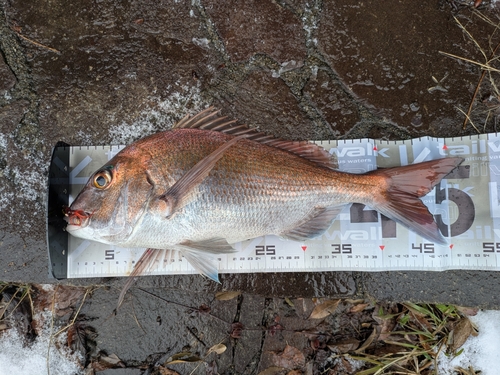 マダイの釣果