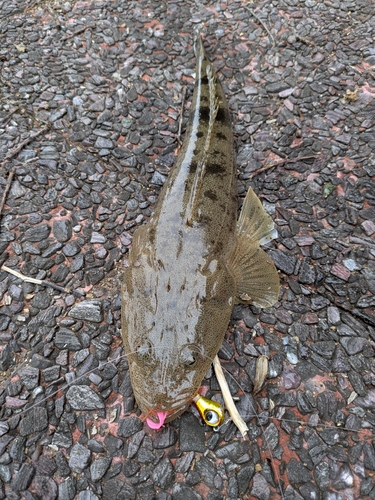 マゴチの釣果