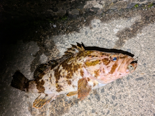 タケノコメバルの釣果