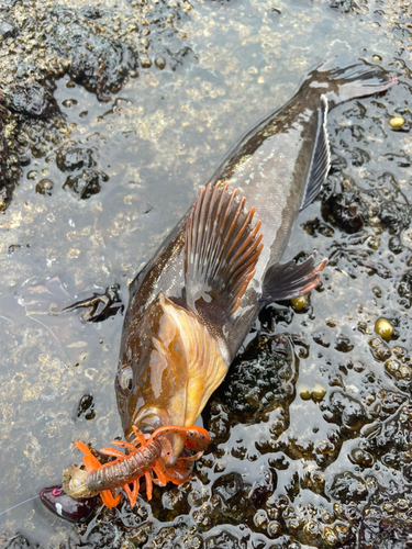 アイナメの釣果