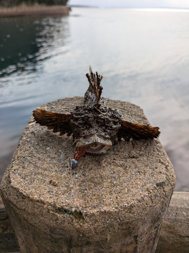 オニオコゼの釣果