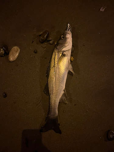 セイゴ（マルスズキ）の釣果