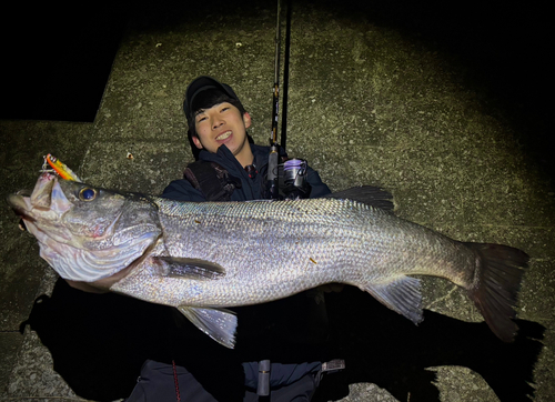 ヒラスズキの釣果