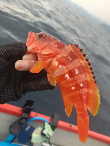 アカハタの釣果