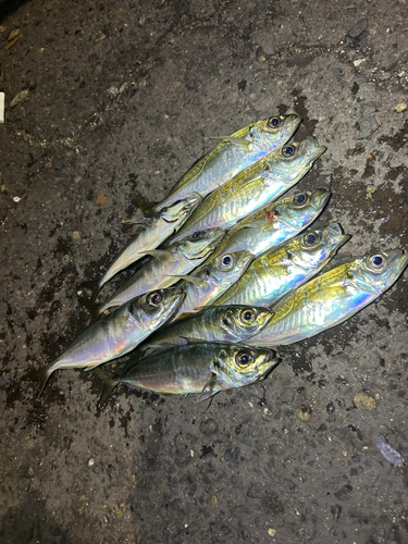 アジの釣果