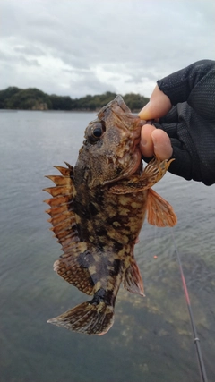 アラカブの釣果