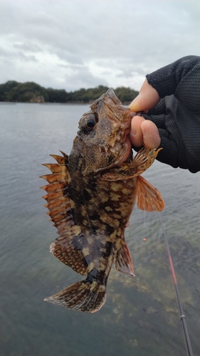 アラカブの釣果