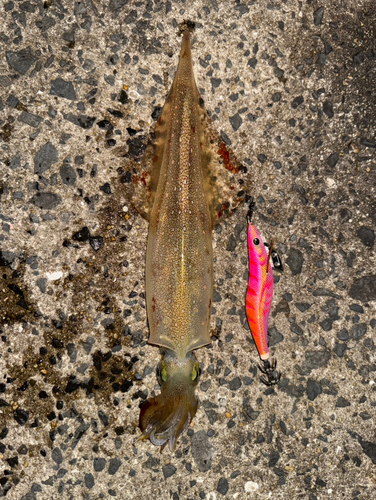 ヤリイカの釣果