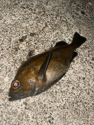 エゾメバルの釣果