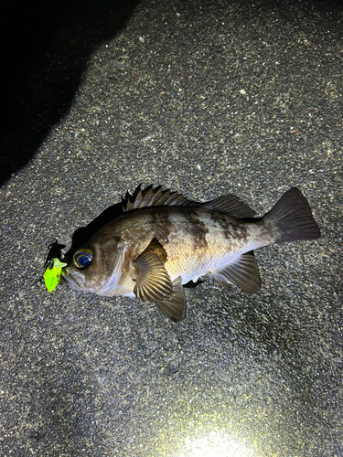 メバルの釣果