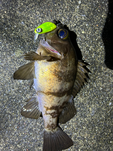 メバルの釣果