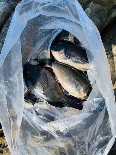 メジナの釣果