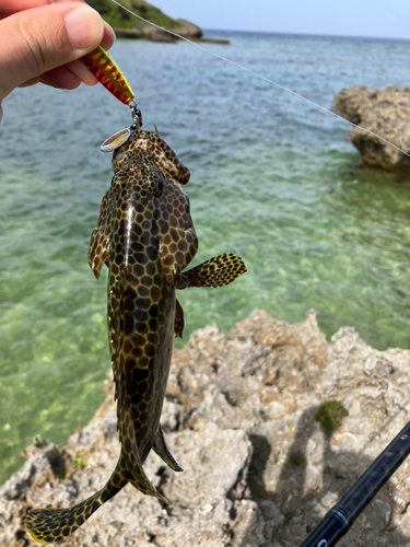 イシミーバイの釣果