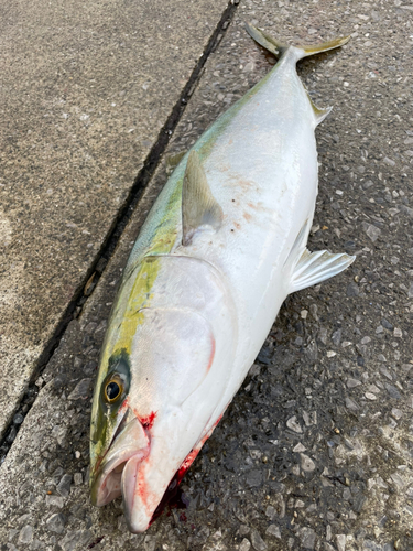 ブリの釣果