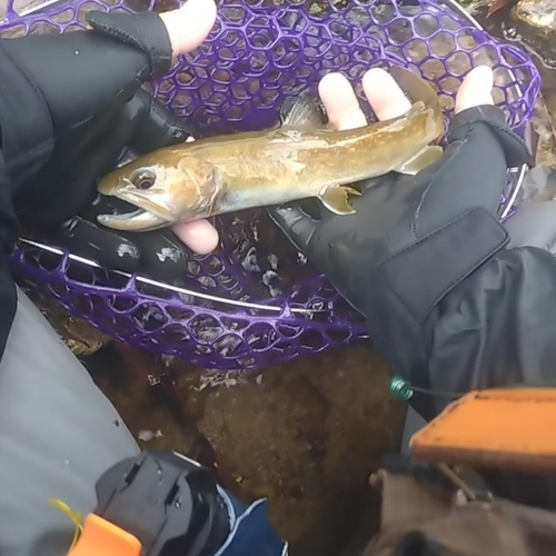 イワナの釣果