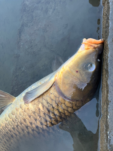 コイの釣果