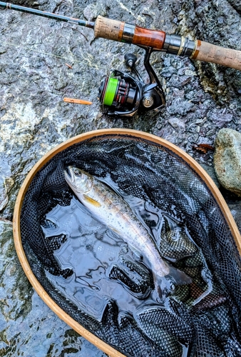 ヤマメの釣果