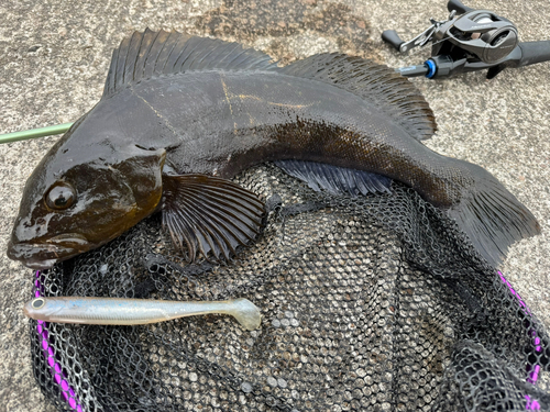 アイナメの釣果