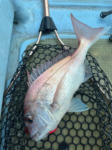 タイの釣果