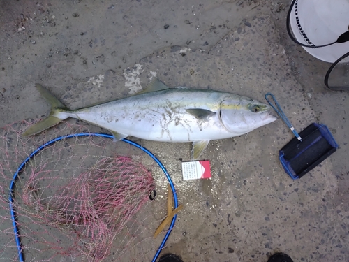 ブリの釣果