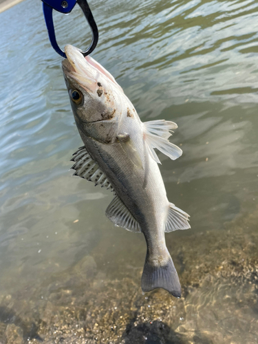 セイゴ（タイリクスズキ）の釣果