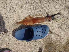 ヤリイカの釣果
