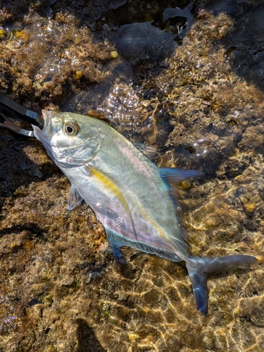 カスミアジの釣果