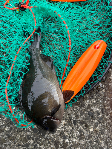 メジナの釣果