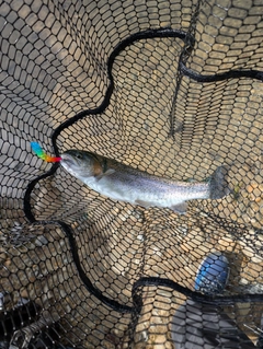 ニジマスの釣果