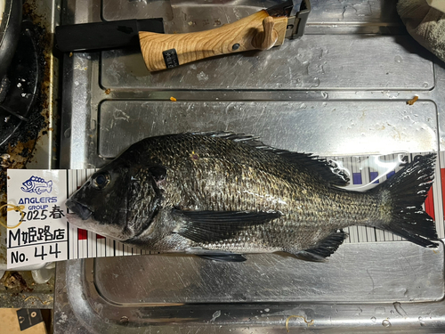 チヌの釣果