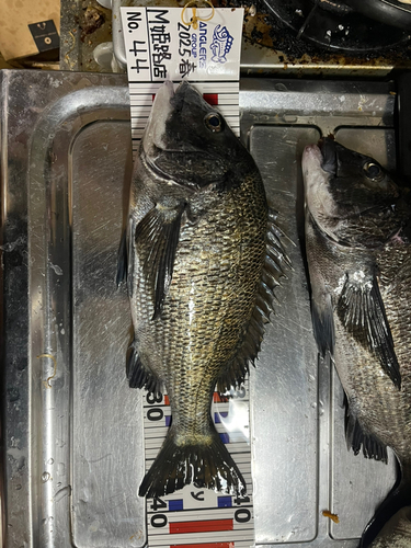 チヌの釣果