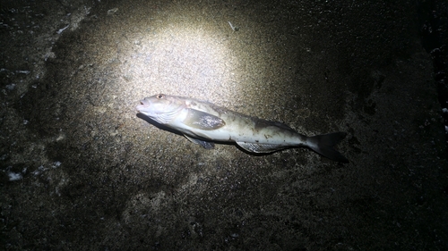 ホッケの釣果