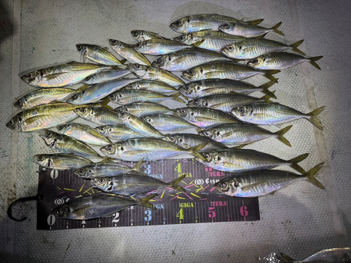 ヨースケさんの釣果 3枚目の画像