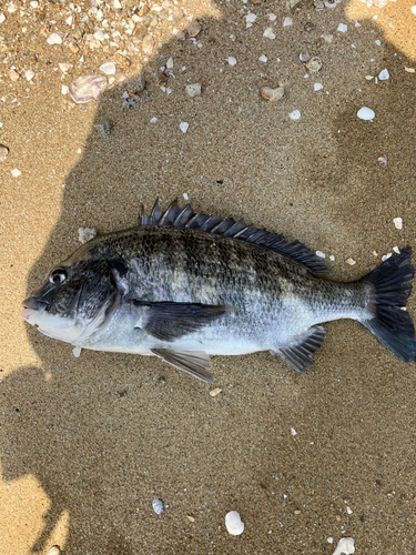 チヌの釣果