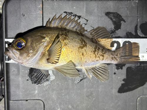 メバルの釣果