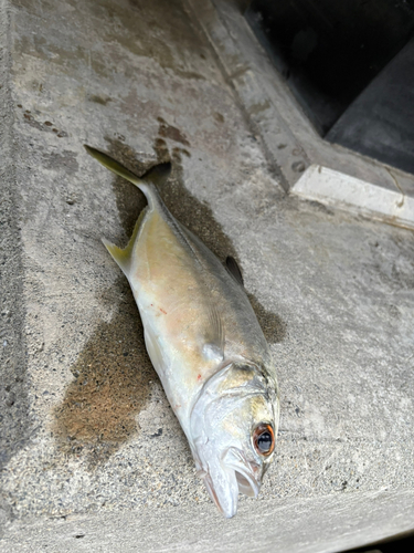 メッキの釣果