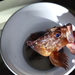 カサゴ