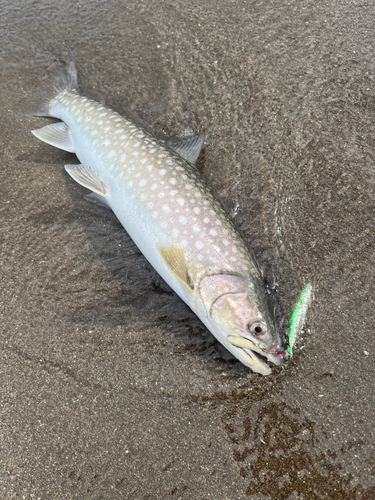 アメマスの釣果