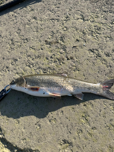 マルタウグイの釣果