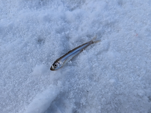 ワカサギの釣果