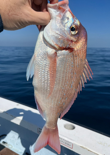 ハナダイの釣果