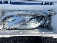 タチウオの釣果