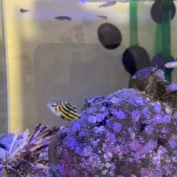 カゴカキダイ