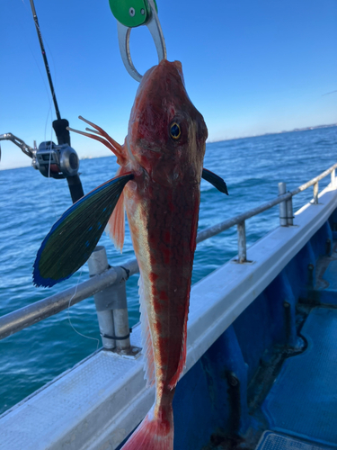 ホウボウの釣果